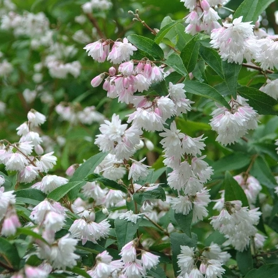 Deutzia scabra 'Plena' - Teltvirágú gyöngyvirágcserje
