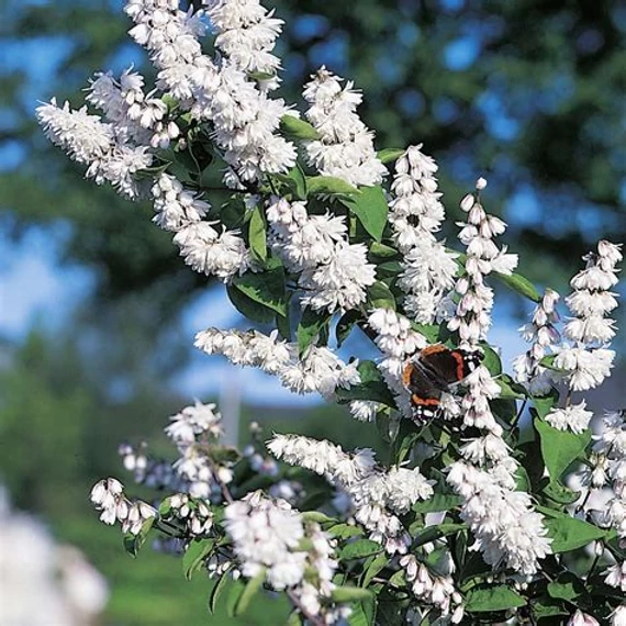 Deutzia scabra 'Plena' - Teltvirágú gyöngyvirágcserje