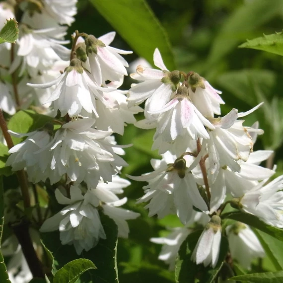 Deutzia scabra 'Plena' - Teltvirágú gyöngyvirágcserje