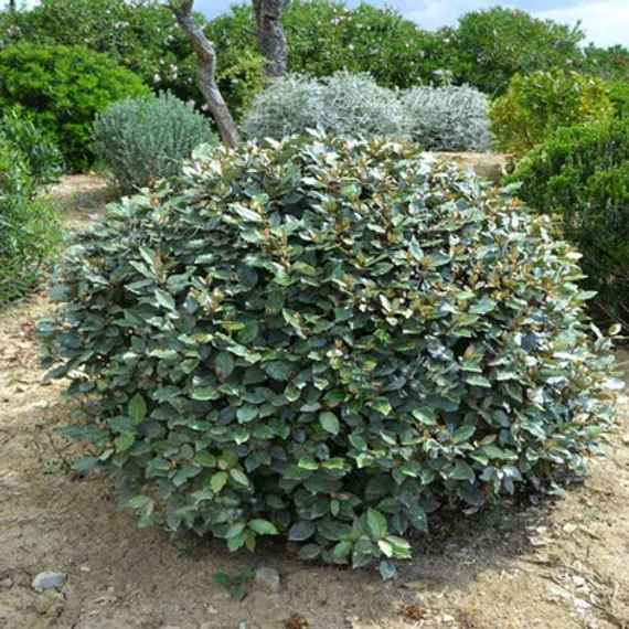 Elaeagnus ebbingei 'Compactum' – Széleslevelű ezüstfa