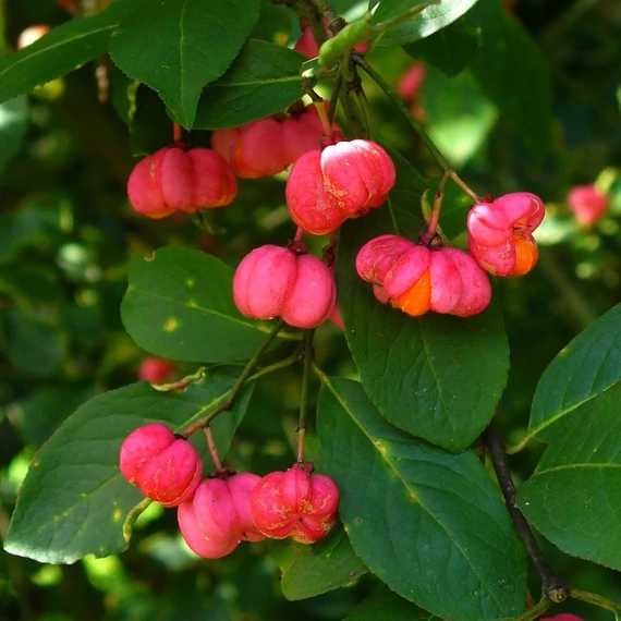 Euonymus europaeus – Csíkos kecskerágó