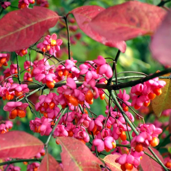 Euonymus europaeus – Csíkos kecskerágó