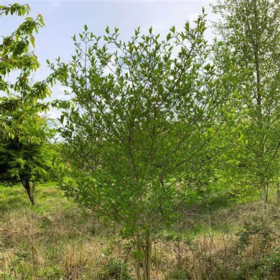 Euonymus europaeus – Csíkos kecskerágó