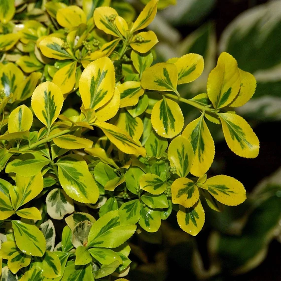 Euonymus fortunei 'Canadale Gold' – Kúszó kecskerágó