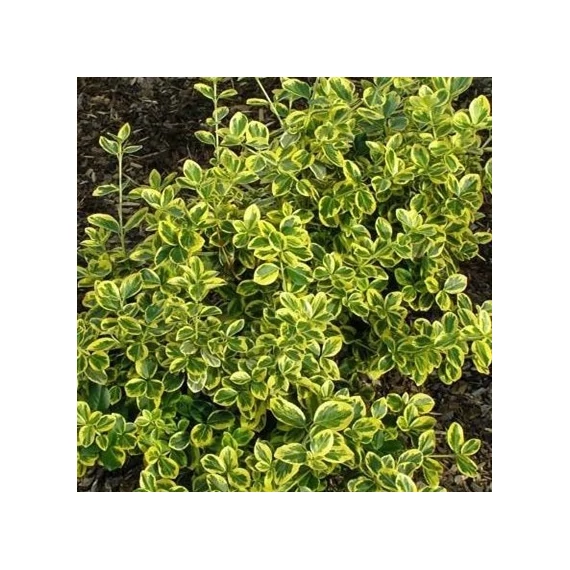Euonymus fortunei 'Canadale Gold' – Kúszó kecskerágó