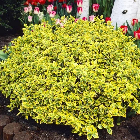 Euonymus fortunei 'Canadale Gold' – Kúszó kecskerágó