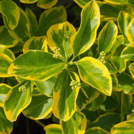 Euonymus fortunei 'Canadale Gold' – Kúszó kecskerágó