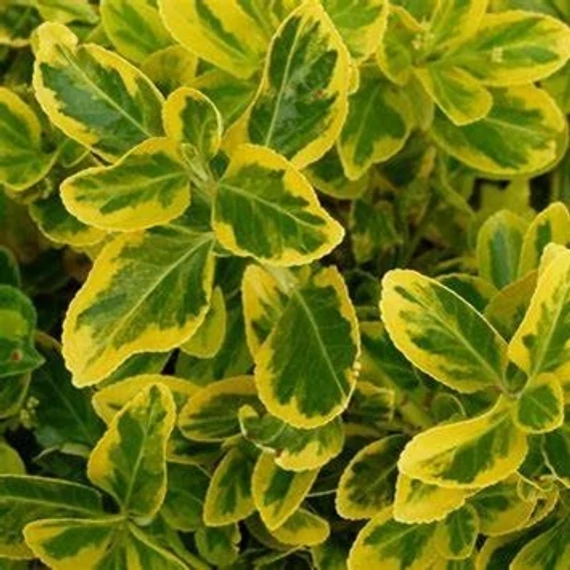 Euonymus japonicus 'Aureomarginatus' – Japán kecskerágó