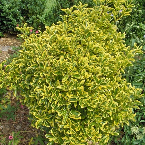 Euonymus japonicus 'Aureomarginatus' – Japán kecskerágó