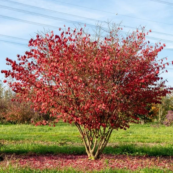 Euonymus alatus 'Compactus' - Szárnyas kecskerágó