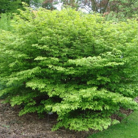 Euonymus alatus 'Compactus' - Szárnyas kecskerágó