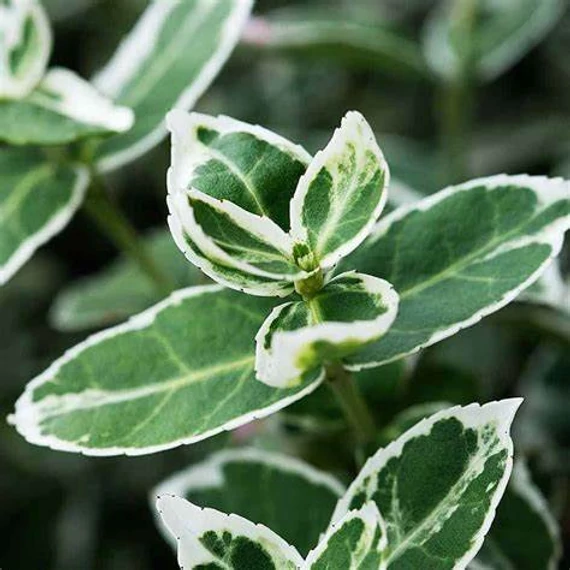 Euonymus fortunei 'Emerald'n Gaiety' - Kúszó kecskerágó
