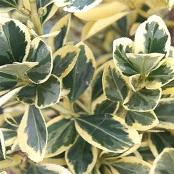 Euonymus japonicus 'Bravo' - Japán kecskerágó