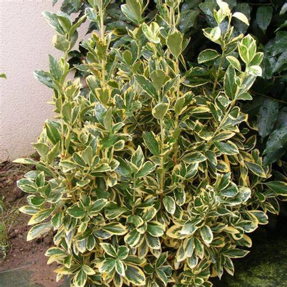 Euonymus japonicus 'Bravo' - Japán kecskerágó