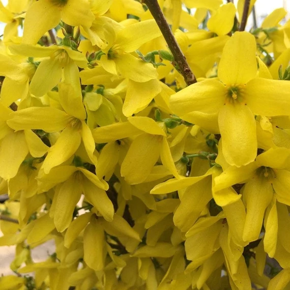Forsythia 'Courtalyn' (syn.: 'Week End)' - Aranycserje