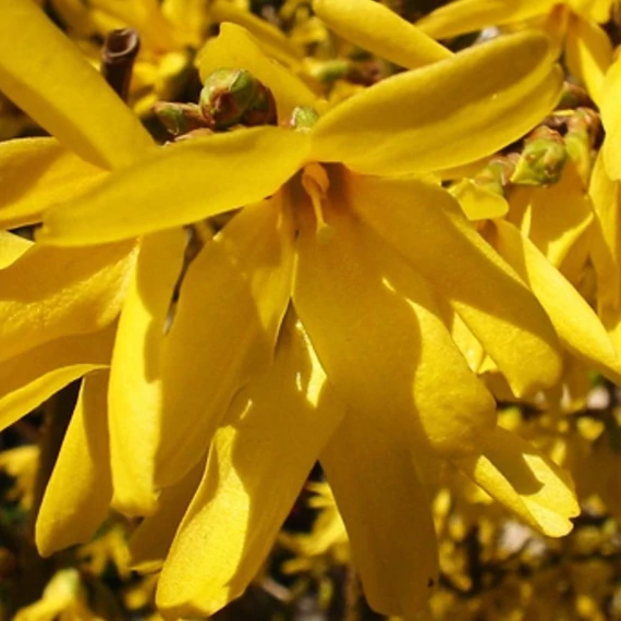 Forsythia intermedia 'Gold Zauber' - Aranycserje