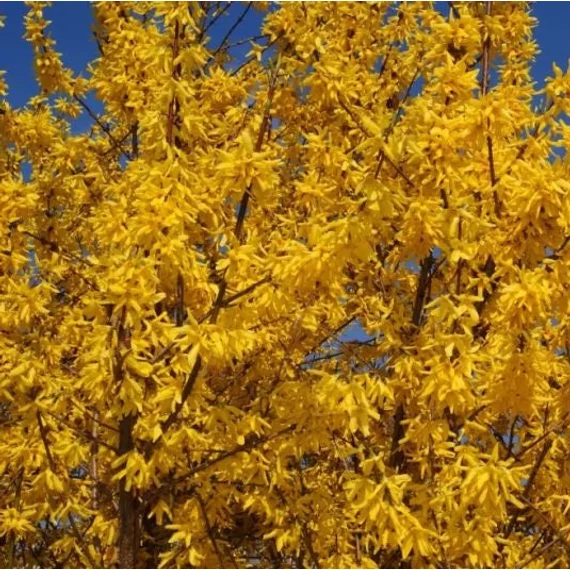 Forsythia intermedia 'Gold Zauber' - Aranycserje