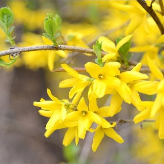 Forsythia intermedia 'Gold Zauber' - Aranycserje