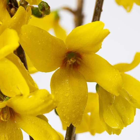 Forsythia x intermedia 'Goldrausch' - Aranycserje