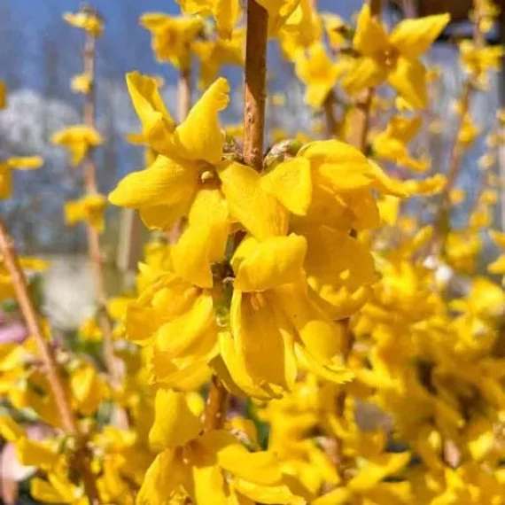Forsythia x intermedia 'Goldrausch' - Aranycserje