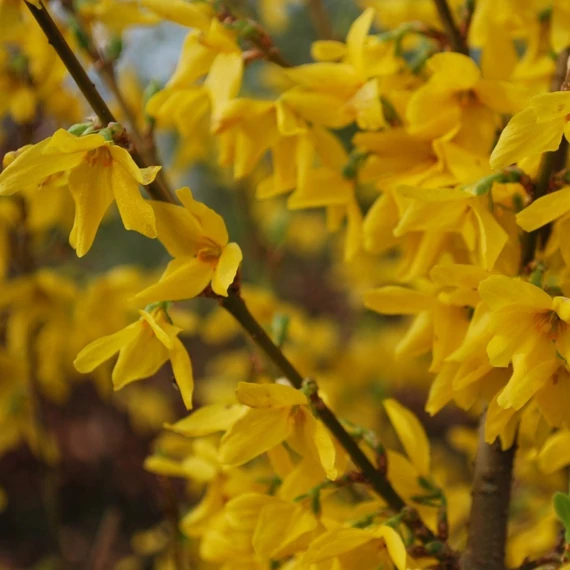 Forsythia x intermedia 'Lynwood' - Aranycserje