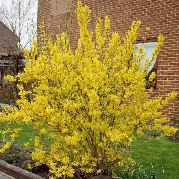Forsythia x intermedia 'Lynwood' - Aranycserje