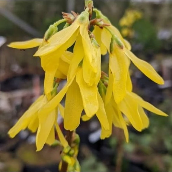 Forsythia x intermedia 'Lynwood' - Aranycserje