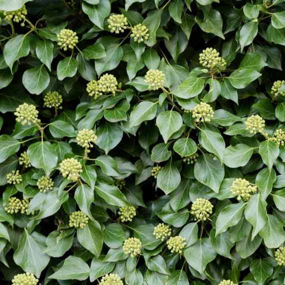 Hedera hibernica, syn.: Hedera helix var. Hibernica - Ír borostyán