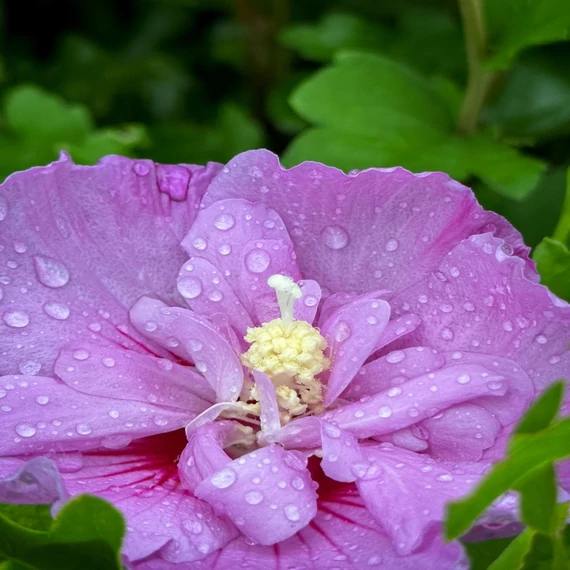 Hibiscus syriacus 'Lavender Chiffon' - Mályvacserje