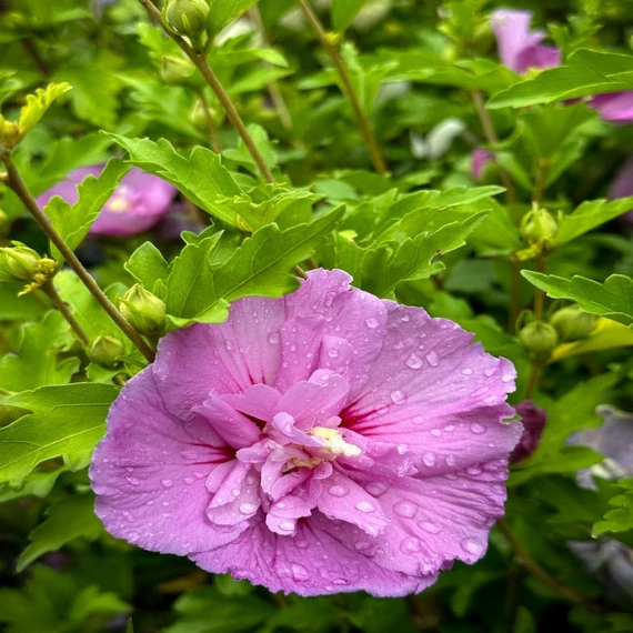 Hibiscus syriacus 'Lavender Chiffon' - Mályvacserje