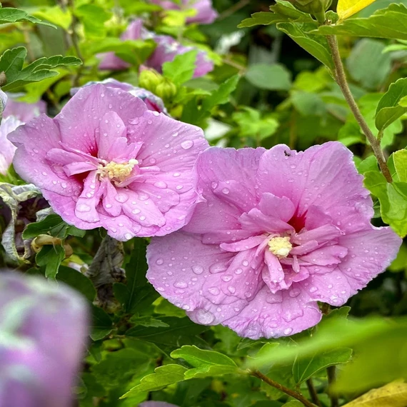 Hibiscus syriacus 'Lavender Chiffon' - Mályvacserje
