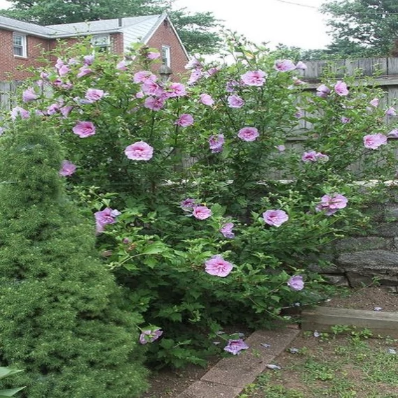 Hibiscus syriacus 'Lavender Chiffon' - Mályvacserje
