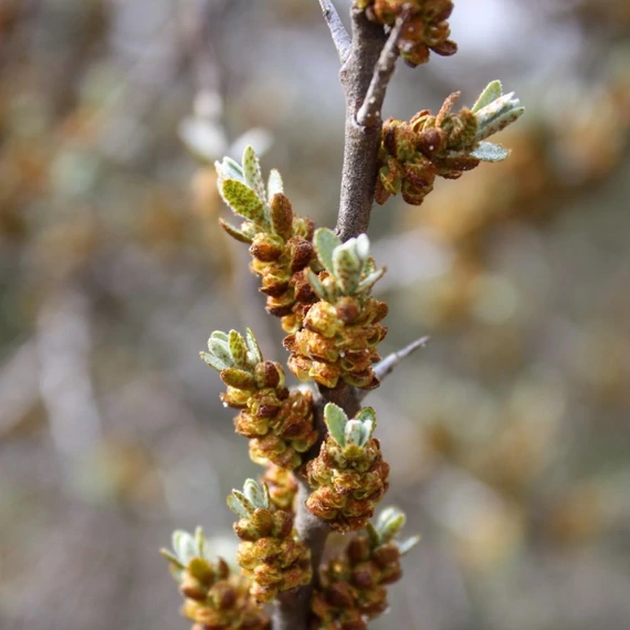 Hippophae rhamnoides - Homoktövis (porzós)