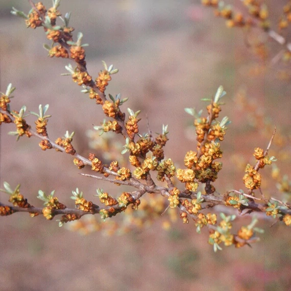 Hippophae rhamnoides - Homoktövis (porzós)