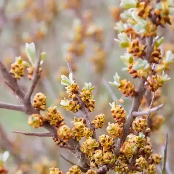 Hippophae rhamnoides - Homoktövis (porzós)