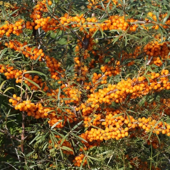 Hippophae rhamnoides 'Friesdorfer Orange' - Homoktövis (öntermékeny)