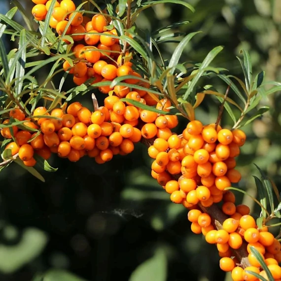 Hippophae rhamnoides 'Friesdorfer Orange' - Homoktövis (öntermékeny)