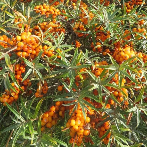 Hippophae rhamnoides 'Friesdorfer Orange' - Homoktövis (öntermékeny)
