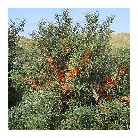 Hippophae rhamnoides 'Friesdorfer Orange' - Homoktövis (öntermékeny)
