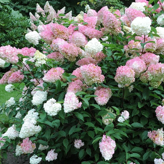 Hydrangea paniculata 'Vanille Fraise' - Bugás hortenzia