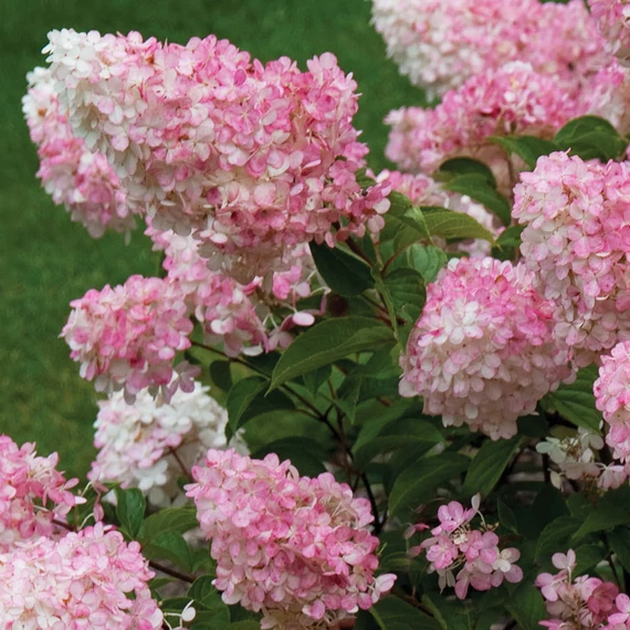 Hydrangea paniculata 'Vanille Fraise' - Bugás hortenzia
