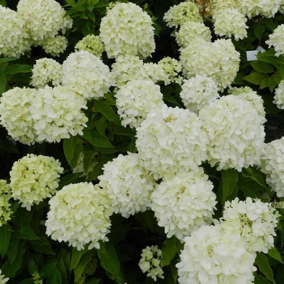 Hydrangea paniculata 'Little Spooky' – Bugás hortenzia