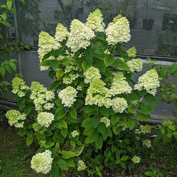 Hydrangea paniculata 'Magical Candle' – Bugás hortenzia