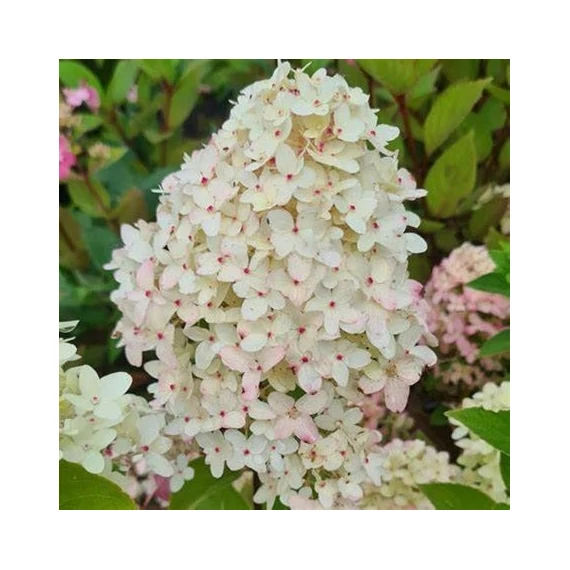 Hydrangea paniculata 'Magical Candle' – Bugás hortenzia