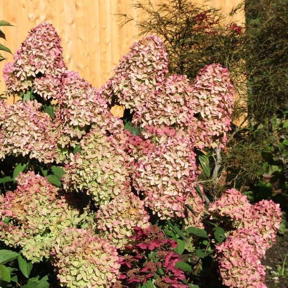 Hydrangea paniculata 'Magical Candle' – Bugás hortenzia