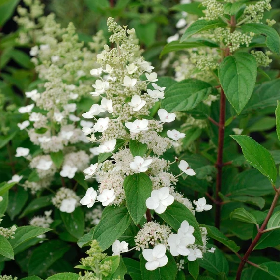 Hydrangea paniculata 'Tardiva' – Bugás hortenzia