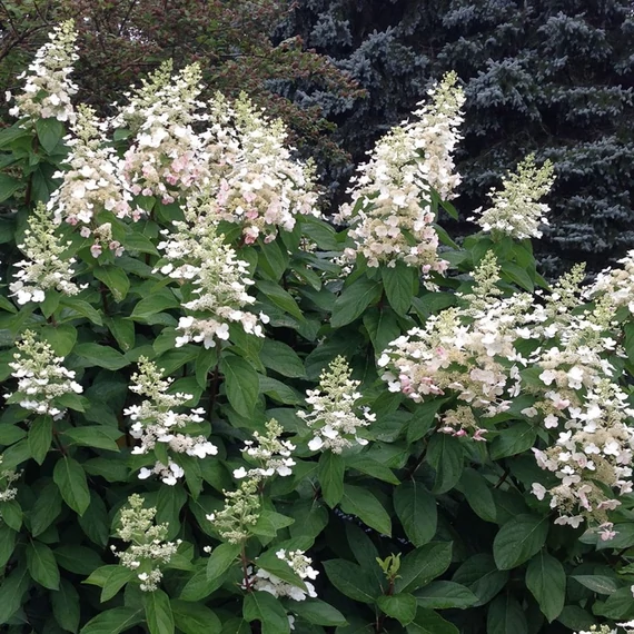Hydrangea paniculata 'Tardiva' – Bugás hortenzia