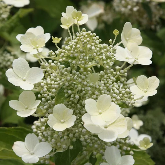 Hydrangea paniculata 'Tardiva' – Bugás hortenzia