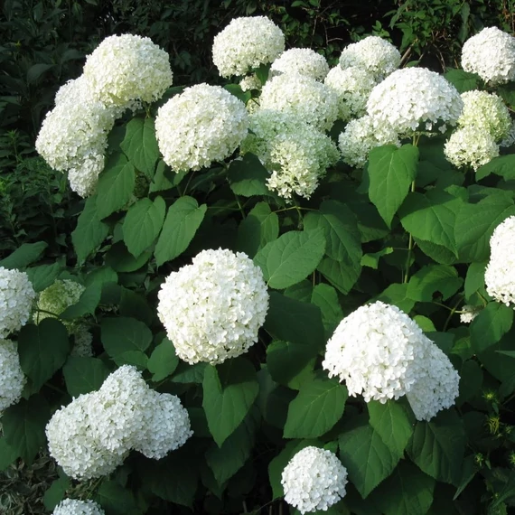 Hydrangea arborescens 'Annabelle' - Cserjés horetnzia