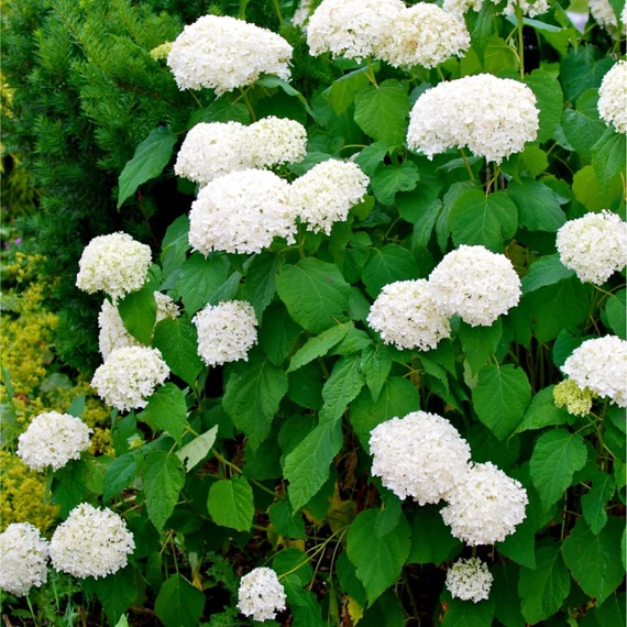Hydrangea arborescens 'Annabelle' - Cserjés horetnzia
